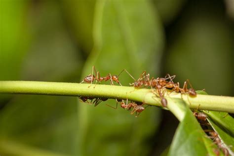 Descubra Como Eliminar Formigas Com Dicas De Especialistas