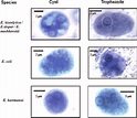 Cysts and trophozoites of Entamoeba species. | Download Scientific Diagram