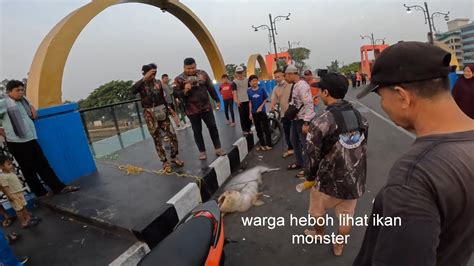 Mengerikan Ikan Monster Tumbang Di Jembatan Cisadane YouTube