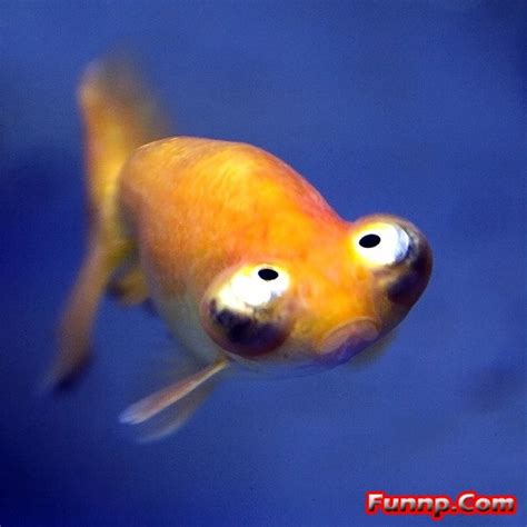 Funny Looking Fish Pictures For Kids Cartoons Captions Huge