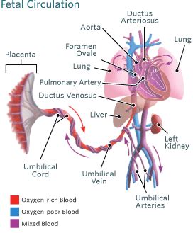 Take blood back to the heart under low pressure. Blood Circulation in the Fetus and Newborn | Children's ...