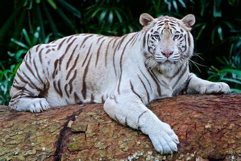 Filewhite Tiger 2407799 1280 Wikimedia Commons