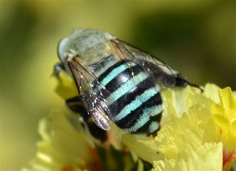 Blue Banded Bee Native To Australia Bee Native Bees Insects