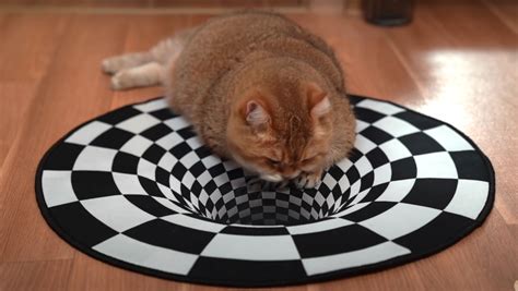 Amazing Cat Optical Illusion Pictures Puzzles Photos And More Riset
