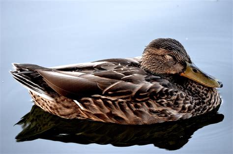 Sleeping Duck Photograph By Toby Mcguire Fine Art America