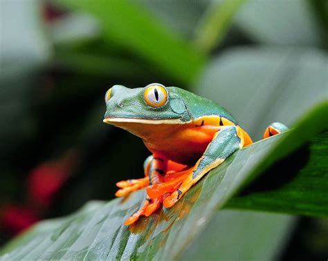 Splendid Tree Frog Tree Frogs Frog Science And Nature