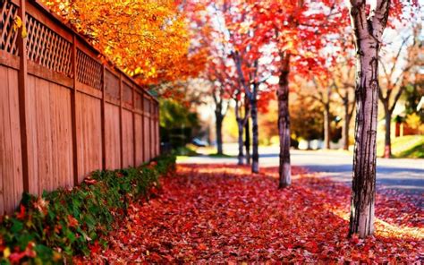 Let The Falling Maple Leaves Rain Down On My Face Amazing Nature