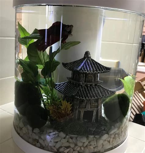 Petsmart top fin 5 gallon glass aquarium $49.99 unboxing review! Happy Beta | Betta aquarium, Fish tank plants, Pet spray