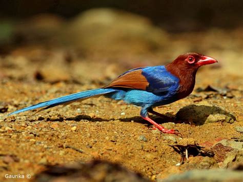 Sri Lanka Blue Magpie Urocissa Ornata By Gaurika Wijeratne Tiere