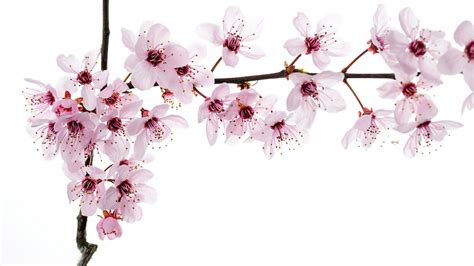 Flowers Cherry Blossom Wallpapers Pixelstalknet
