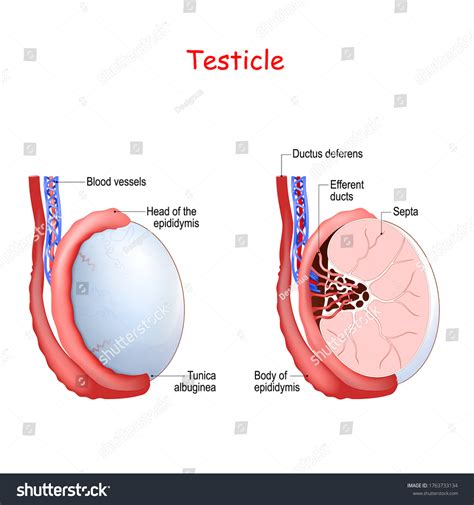 Vektor Stok Testicle Anatomy Diagram Inner Structures Testicles Tanpa