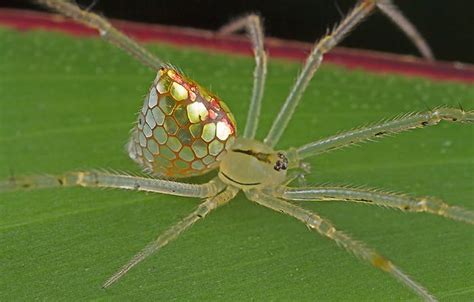 Top 10 Most Beautiful Spiders In The World Arenapile