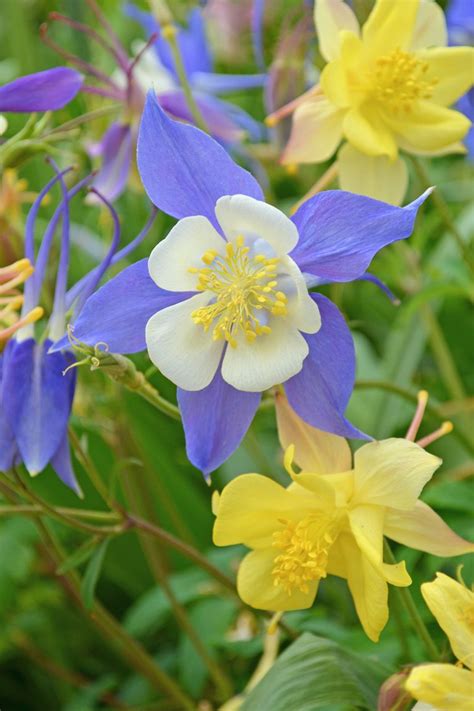 15 Plants That Thrive In The Shade Best Perennials For Shade Garden