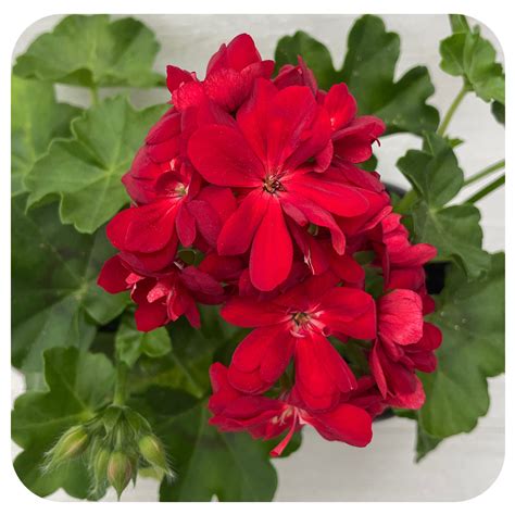 Ivy Geranium Davenport Garden Centre