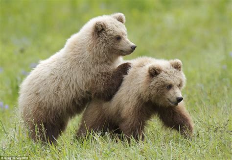Brown Bear Cubs Pictured Play Fighting In Alaska Daily Mail Online
