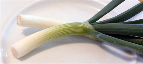 Green onions are young shoots of bulb onions, and are milder tasting than large bulb onions. Onion Plants - A Bonus can be Green Onions in Winter ...