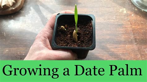 Growing Dates From Seed Uk Date Palm Tree 🌴 Youtube