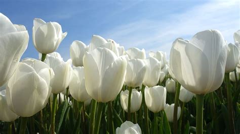 Hd Wallpaper White Tulips Field Bulbs Spring Holland Tulip Fields