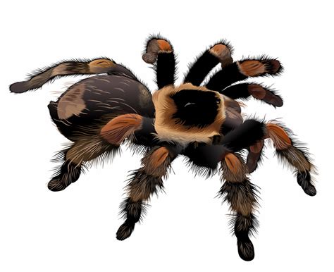 Tarantula Clipart And Look At Clip Art Images Clipartlook