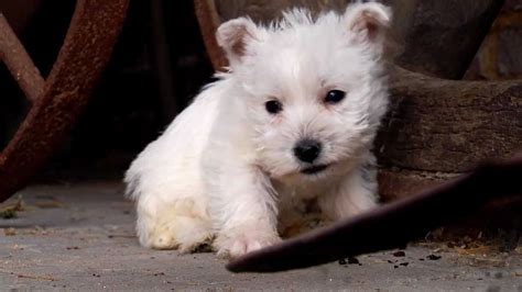 Puppy West Highland White Terrier Youtube