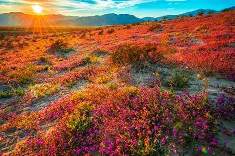 Anza Borrego Desert State Park California Super Bloom Wild Flowers