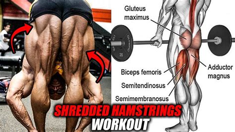 BEST HAMSTRINGS EXERCISES FOR SHREDDED LEGS 5 EXERCISES YouTube