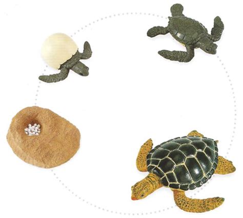 Green Sea Turtle Life Cycle Models Set