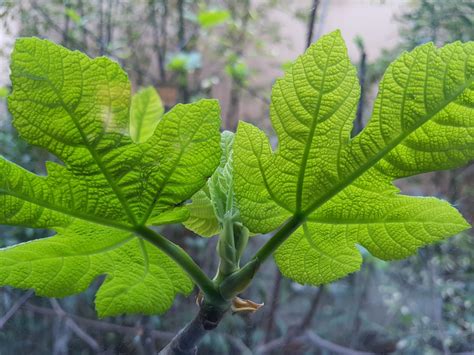 Cordate Tree Leaf Identification