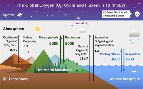 Ciclo Del Oxígeno Qué Es Definición Y Concepto