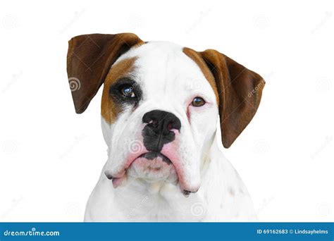 Boxer Dog Stock Photo Image 69162683