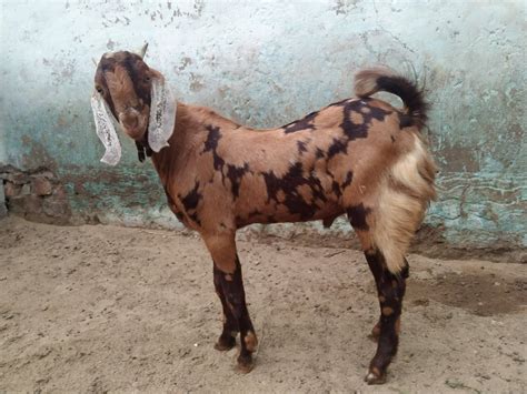 Brown Sirohi Male Goat Weight 28 Kg At Rs 250kg In Ajmer Id 23691479855