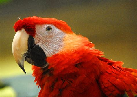 Vernacular names [edit wikidata 'category:omnivoropterygiformes' linked to current. Aves del mundo: entre la belleza y la conservación (+Fotos) - Cuba en Noticias