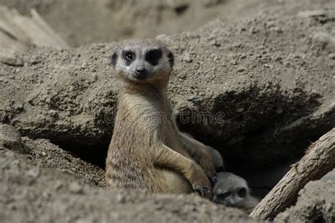 Meerkat Feeding Its Young Stock Photo Image Of Brown Ecology 748106