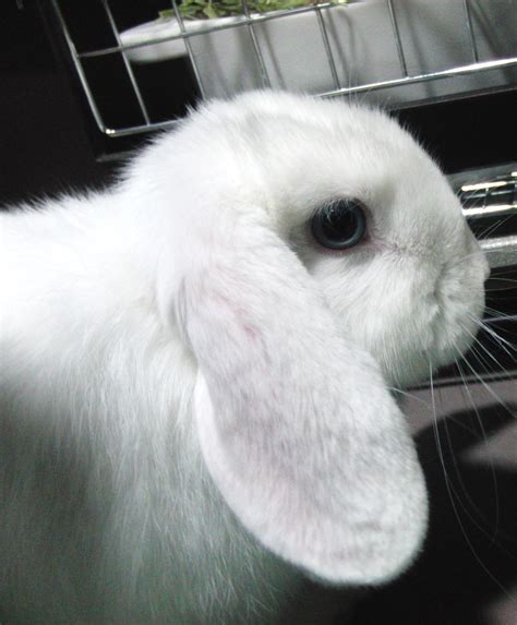 Holland Lop Blue Eyed White Rabbit Usa