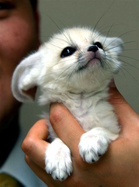 15 Super Cute Hand Sized Baby Animals Part 1