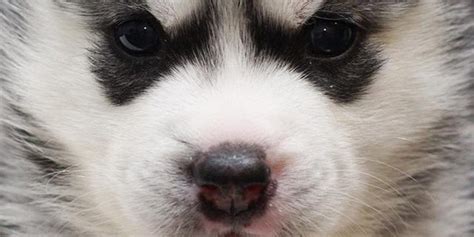 Husky Puppy Best Htc One Wallpapers Free And Easy To Download