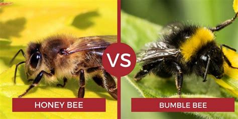 Honey Bee Vs Bumble Bee Bee Bee Facts Honey Bee