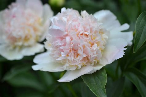 These Herbaceous Peonies Smell As Good As They Look Brooklyn Botanic