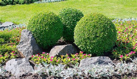 How To Trim Bushes Round Everything You Need To Know