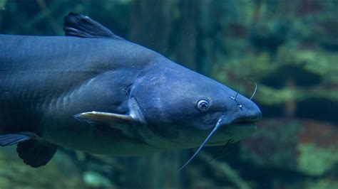 Ask The Aquarium — Why Do Catfish Have Whiskers Youtube