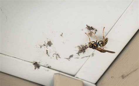 Wasp And Hornet Removal In Minneapolis Rainbow Pest Experts