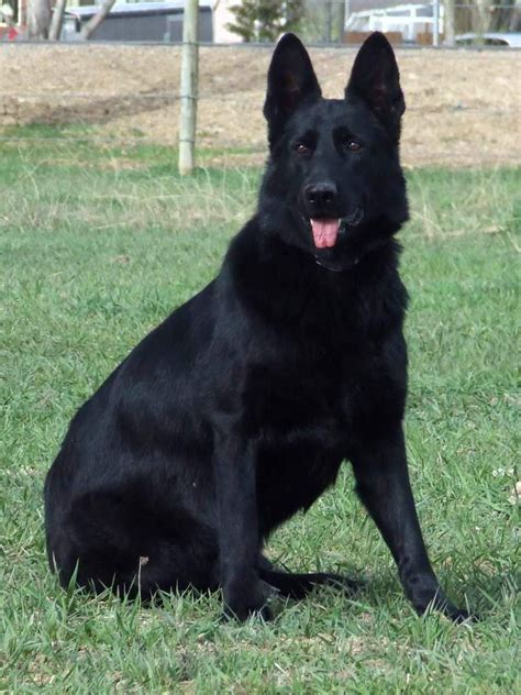 Black German Shepherd Majestic Black German Shepherd Dog German