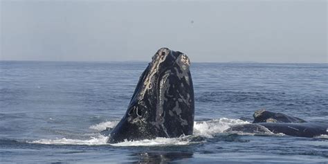 Officials Whales After Deadly Year Could Become Extinct Ocean Sentry