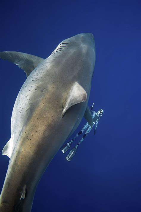 Marine Biologist In Hawaii Swims Peacefully With Massive Shark This