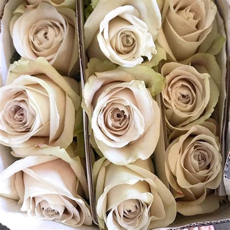 Sandy Roses A Beige Taupe Colored Rose Rose Varieties Grass