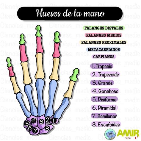 Huesos De La Mano Anatomía Médica Anatomia Y Fisiologia Humana