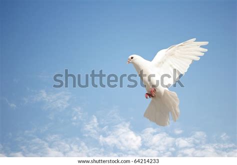 Beautiful White Dove Flight Stock Photo Edit Now 64214233