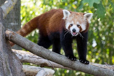 Red Panda Hangs On A Limb Picture Cutest Baby Animals From Around The