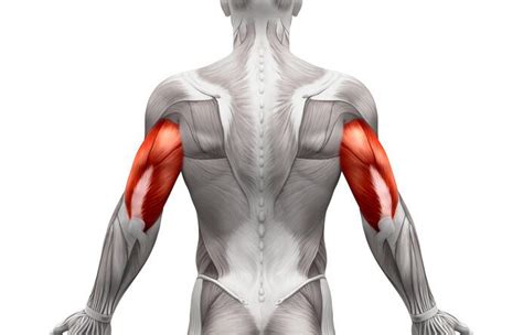 Pain In Tricep When Lifting Arm Archives Samarpan Physiotherapy