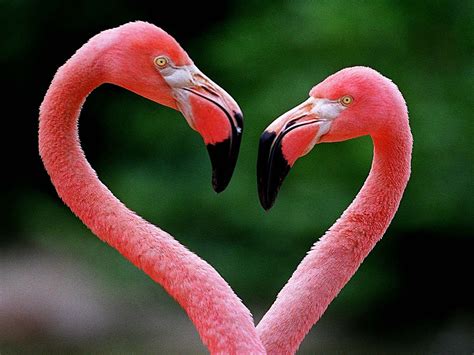 It had been vacated for at least four years now. Flamingos-Making Heart figure-Desktop Wallpaper ...